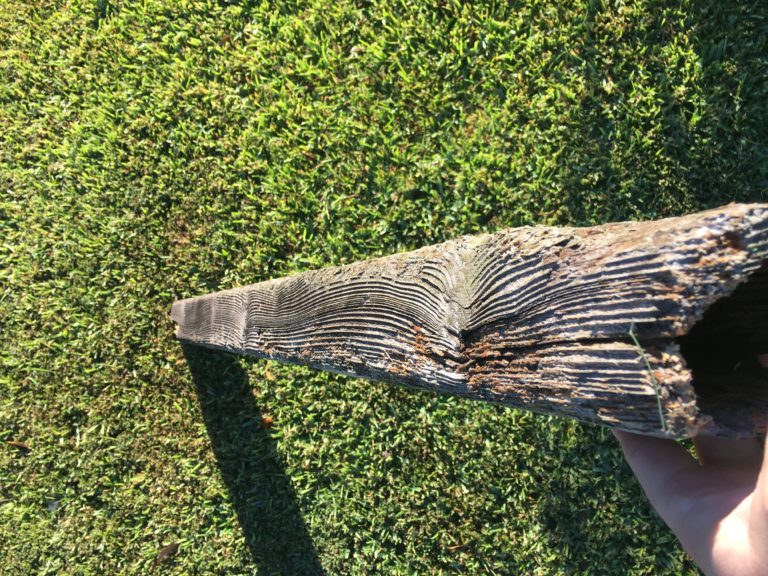 Naturally Durable Wood Species DrToddShupe com Naturally Durable Wood Species DrToddShupe com
