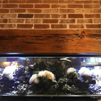 Pecky Cypress – An American Favorite