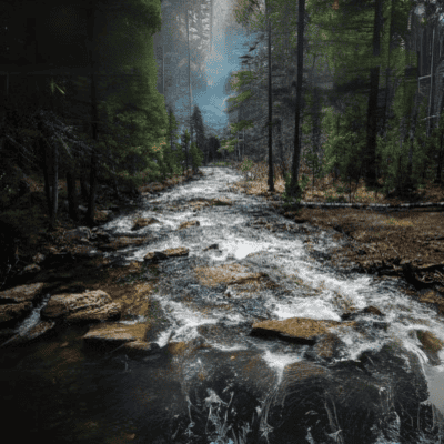 Study Shows New Health Benefits From Forests