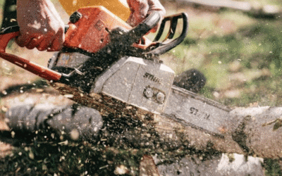 Now is the Time to Cut Firewood