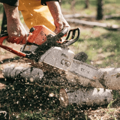 Now is the Time to Cut Firewood