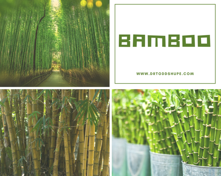 Study Of Moso Bamboo’s Permeability And Mechanical Properties ...