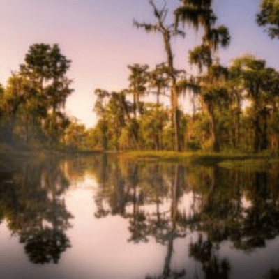 Is Cypress Mulch Destroying Our Wetlands?