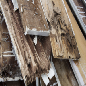 Termite Attack On Pressure-Treated Wood In Louisiana