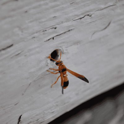 Causes and Control of Wood Decay, Degradation, and Stain