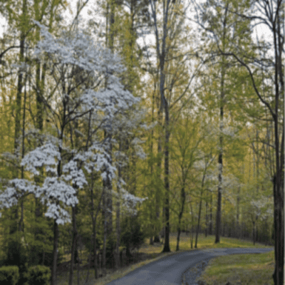The Christian Legend of the Dogwood Tree