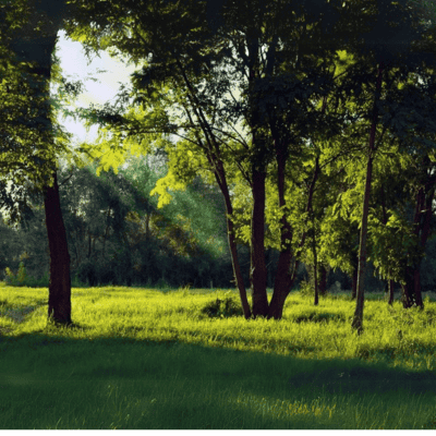 Wood – Its Nature and Properties for Woodworking