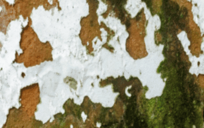 Mildew on Exterior House Paint