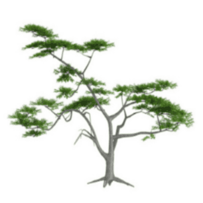 What is the Significance of Acacia Wood in the Bible?