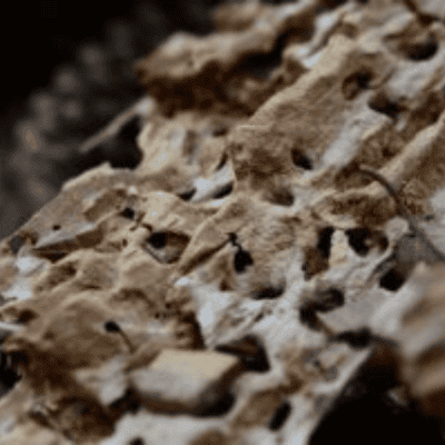 Problems with Green Lumber – Part 2:  Insects