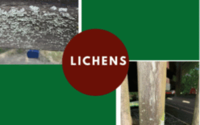 Causes And Control For Lichens On Wood