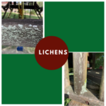 Causes And Control For Lichens On Wood