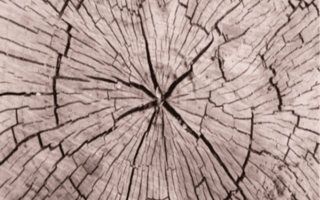 Wood Forensics –Failure Analysis