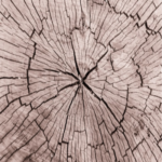 Wood Forensics - Failure Analysis