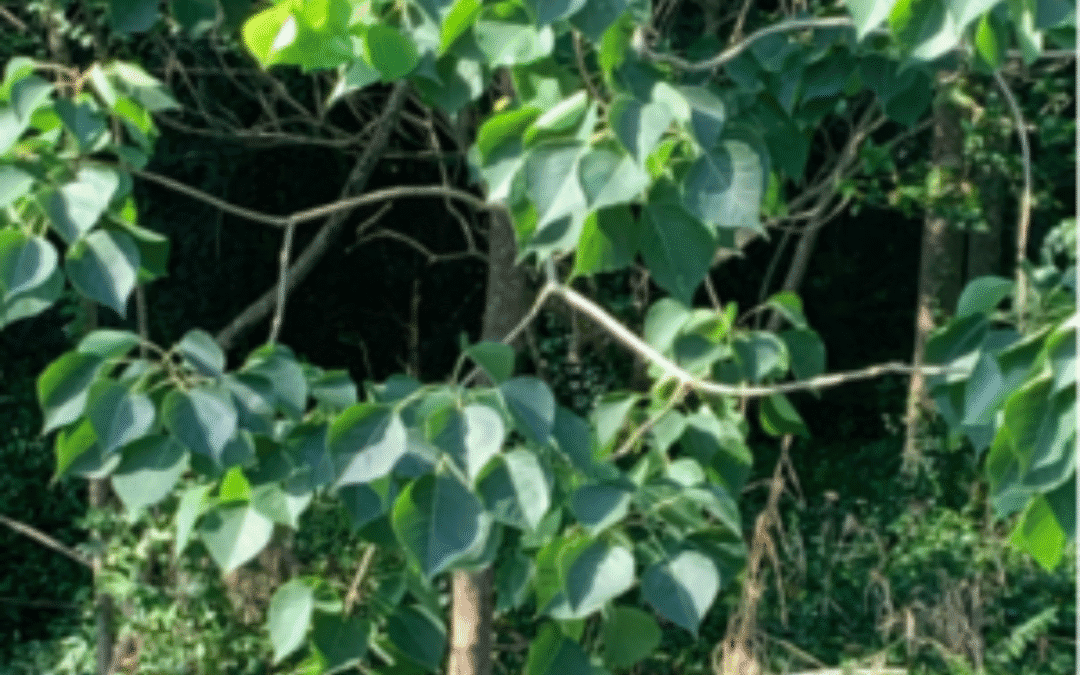 Hydrothermal Processing of Chinese Tallow Tree