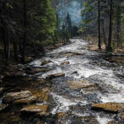 Study Shows New Health Benefits From Forests