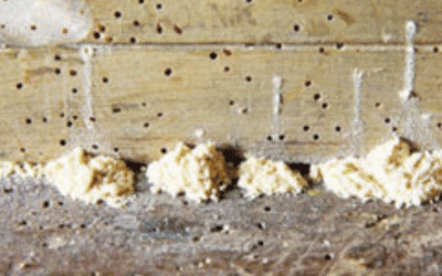 Insect Problems With Kiln Dried Lumber